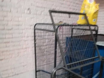 99成新猫用品优惠出售，附北京宠物食品选购指南